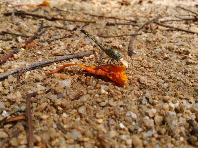 Dragonfly sitting on sandy, pebble-strewn ground, lightly touching orange flower petal with twig fragments scattered around. Perfect for themes such as nature, entomology, macro photography, environmental education, and insect life.
