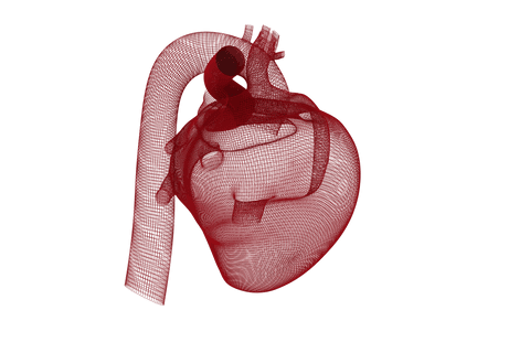 transparent 3d digital model of human heart with detailed arteries - Download Free Stock Videos Pikwizard.com