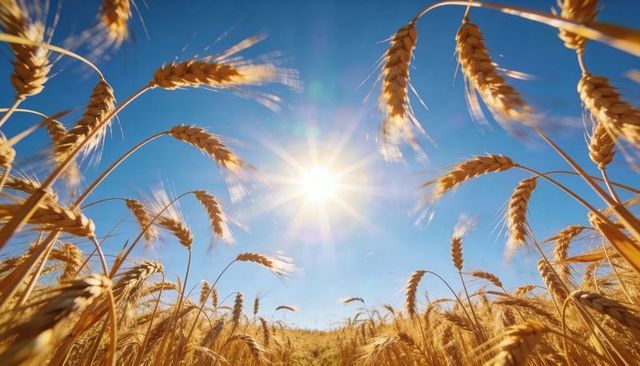Sunlit golden wheat field with backlit ears and sunburst against blue sky