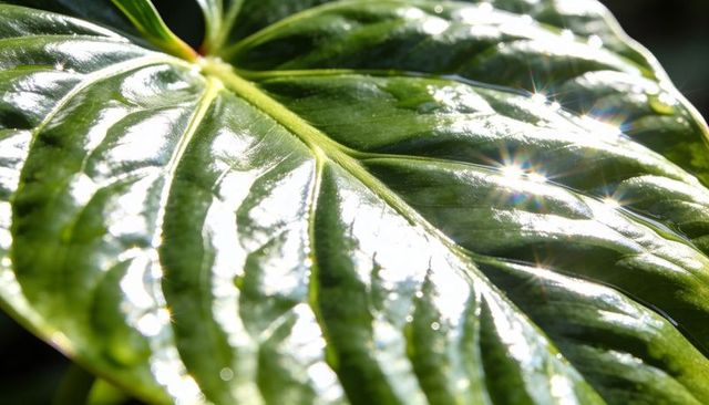 Sunlit glossy green leaf with dewdrops and sparkling glints macro closeup texture detail