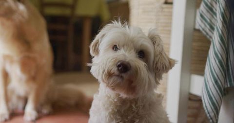 Fluffy White Dog Relaxing in Warm Rustic Home Environment