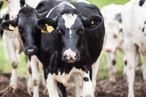 Curious holstein dairy cow standing close-up in pasture with yellow ear tags