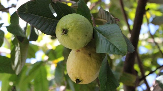 Ripe guava hanging amid green foliage on a tree branch in a garden. This image is perfect for promoting tropical agriculture, organic farming, or freshness of local produce. Use in marketing natural and organic products or in educational materials about guava cultivation.