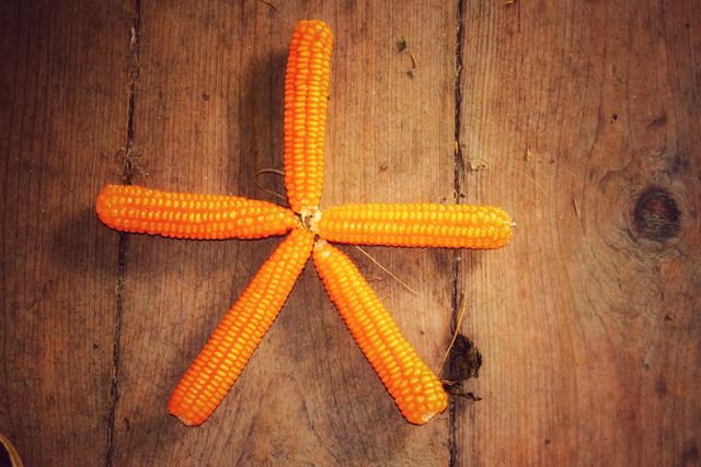 Dried corn cobs are positioned to create a star shape on a textured wooden surface. Ideal for use in harvest-themed materials, articles on rural life, or educational content about agriculture and crop manipulation. Also useful for rustic or autumn-inspired decorating ideas.