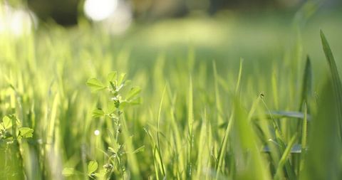 Sunlit grass close-up with soft bokeh for technology concept and green background
