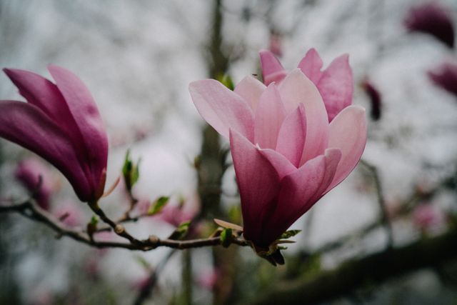 Blooming Pink Magnolia Flowers in Springtime - Download Free Stock Photos Pikwizard.com