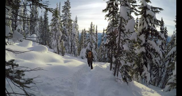 Hiker Walking Through Snowy Forest Trail in Winter - Download Free Stock Images Pikwizard.com