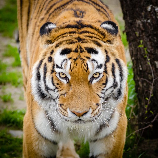 Majestic tiger roaming in its natural habitat. Ideal for wildlife preservation content, animal behavior studies, and nature documentaries. Perfect for educating about endangered species and promoting aniimal conservation.
