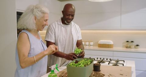 Joyful senior couple tending fresh microgreens in contemporary kitchen