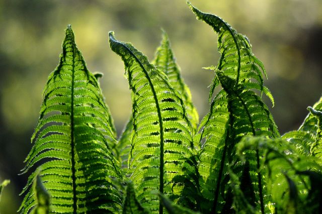 Fern ferns foliage garden - Download Free Stock Photos Pikwizard.com