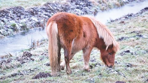 Icelandic Brown Pony Grazing Near Frosty Stream