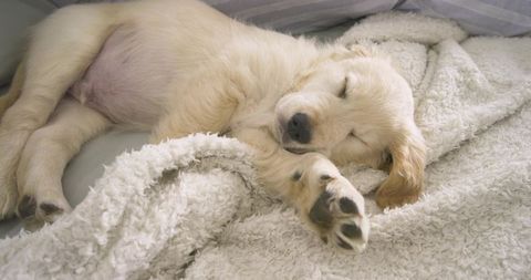 Sleeping golden retriever puppy relaxing peacefully on blanket