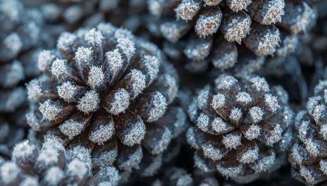 Frosted pine cones macro texture showing hoarfrost crystals on winter forest floor