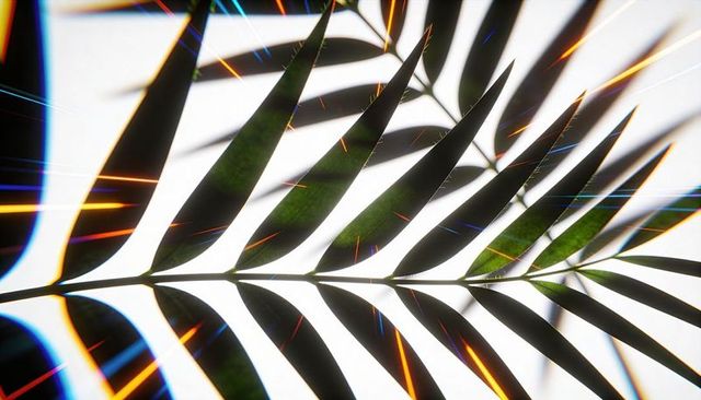 Backlit palm frond silhouette with orange and blue light streaks on high-key white minimal