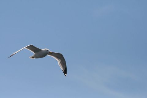 Seagull Soaring Over Clear Blue Sky Minimal Coastal Freedom and Flight Concept