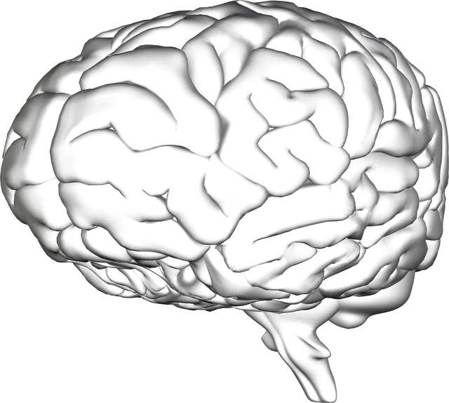 Transparent 3D Human Brain Concept - Download Free Stock Videos Pikwizard.com