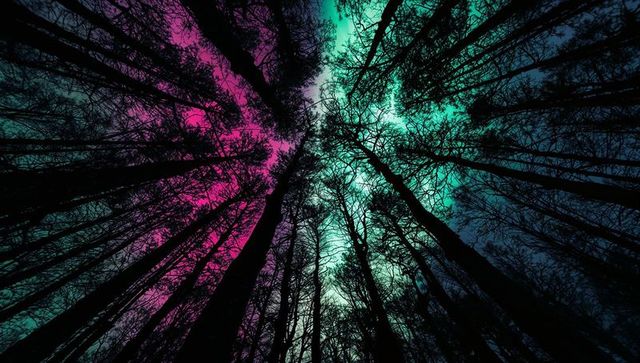 Glowing Twilight Canopy: Silhouetted Trees Reaching Up Through Neon Pink and Teal Sky