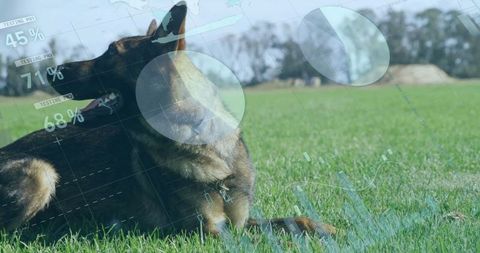 Canine Health Monitoring Technology in Urban Park