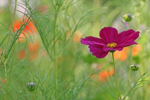 Magenta Cosmos Flower Blooming Among Feathery Green Foliage with Soft Orange Bokeh Glow