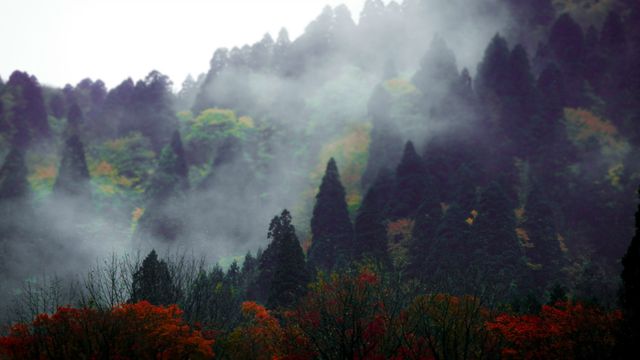 Dense forest with a mix of red and green foliage covered by heavy fog. The mist creates an atmospheric and serene scene, perfect for themes of tranquility and nature explorations. Useful for outdoor adventure promotions, calm and relaxation visuals, and environmental awareness campaigns.