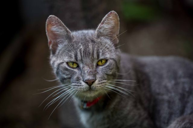 Gray cat with striking yellow eyes and red collar looking directly at camera in outdoor setting. Ideal for animal care advertisements, pet adoption promotions, or articles about pet behavior and health.