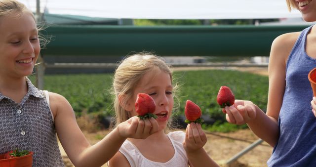 Three children hold large, freshly picked strawberries at a farm. Perfect for illustrating concepts related to agriculture, farm-to-table food, family activities, outdoor fun, and promoting healthy eating.