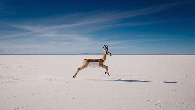 Leaping antelope crossing vast white salt pan under deep blue sky, minimalist wildlife