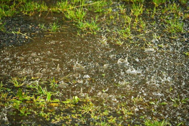 Heavy rainfall forms puddles on grassy area. Use for weather forecasts, environmental topics, or illustrating rainy season illustrations. Perfect for blogs, social media, and educational content related to climate or nature.