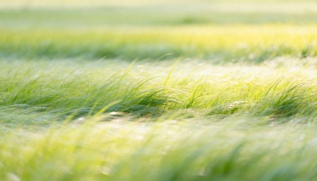 Swaying long green meadow grass basking in sunlit bokeh soft focus texture calm breeze