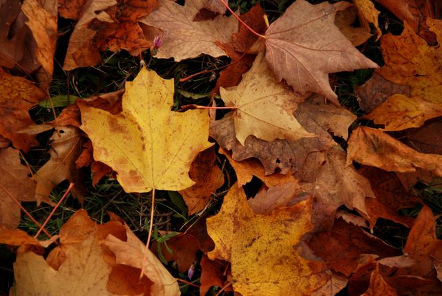 Autumn Leaves Creating a Vibrant Seasonal Carpet - Download Free Stock Photos Pikwizard.com