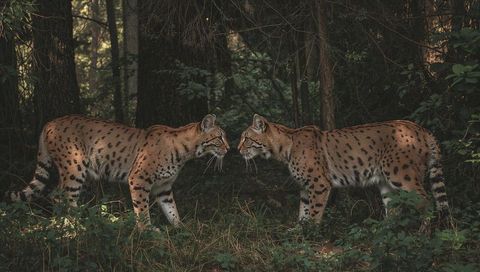 Pair of lynx facing each other on leaf-littered forest floor in shadowed woodland