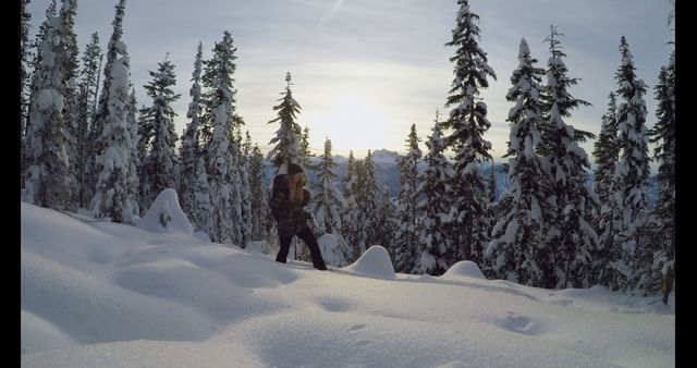 This image depicts a person hiking through a snow-covered forest at sunset. Tall evergreen trees are shown blanketed in snow, capturing the serene beauty of winter nature. Ideal for outdoor adventure promotions, winter travel advertising, and nature photography portfolios.