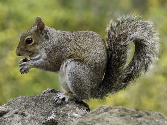 Gray squirrel with bushy tail eating a nut while perched on a rock in a natural setting. Ideal for use in wildlife photography collections, nature documentaries, educational materials, and outdoor adventure publications.
