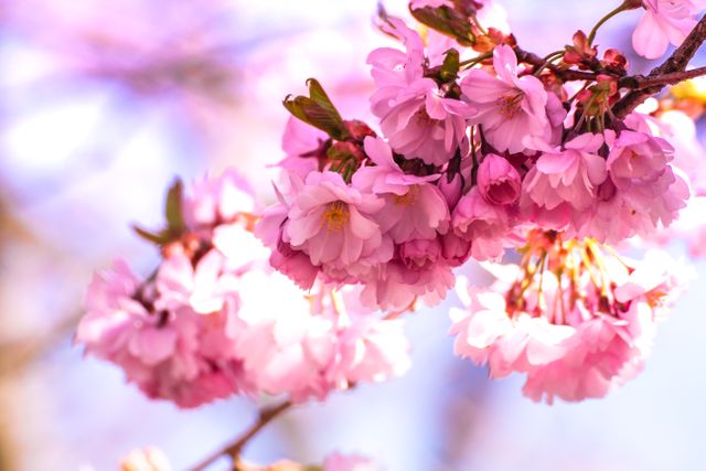 Close-up of cherry blossom flowers in full bloom, showcasing the delicate pink petals and fresh spring beauty. Perfect for use in nature blogs, spring-themed backgrounds, floral designs, or as a refreshing and vibrant decorative piece for digital and print media.