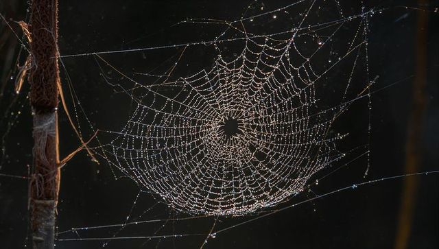 Dew-Covered Orb Web Glimmering in Morning Light Among Reeds
