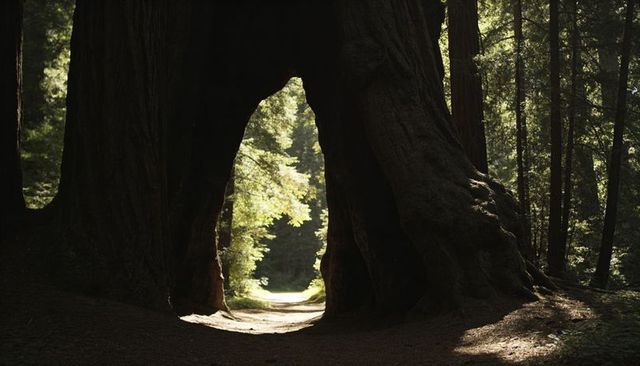 Hollow Redwood Arch Framing Sunlit Forest Path Inviting Quiet Woodland Walk