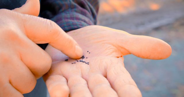 Close-up view of person's hand holding small seeds, preparing for planting in a garden. This image is ideal for illustrating gardening articles, DIY plant care guides, nature blogs, and agricultural content promoting eco-friendly and sustainable gardening practices.