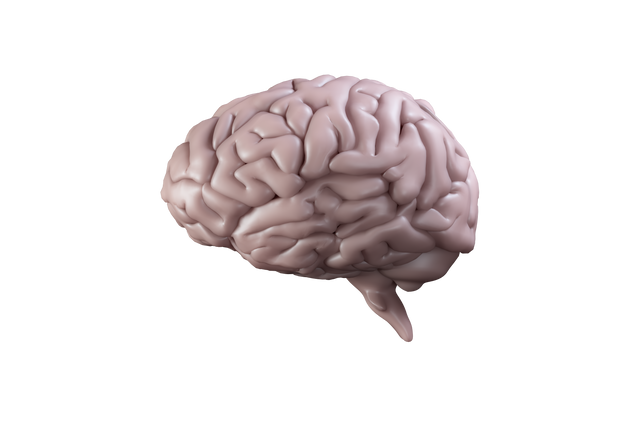 Digital Brain Model on Transparent Background - Download Free Stock Videos Pikwizard.com