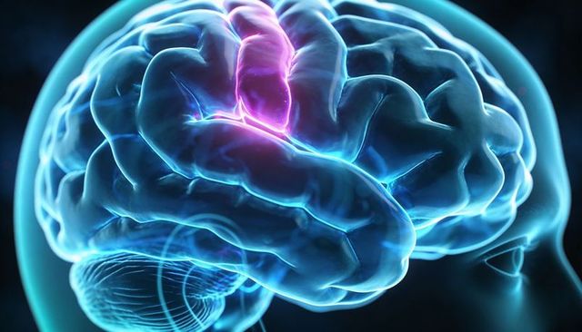 Glowing 3D Brain Highlighting Cortical Activation and Cerebellum for Neuroscience Concept
