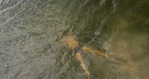 Man Swimming in Calm Mountain Lake Aerial View