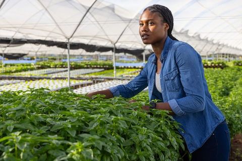 Focused horticulturist inspecting seedlings in greenhouse
