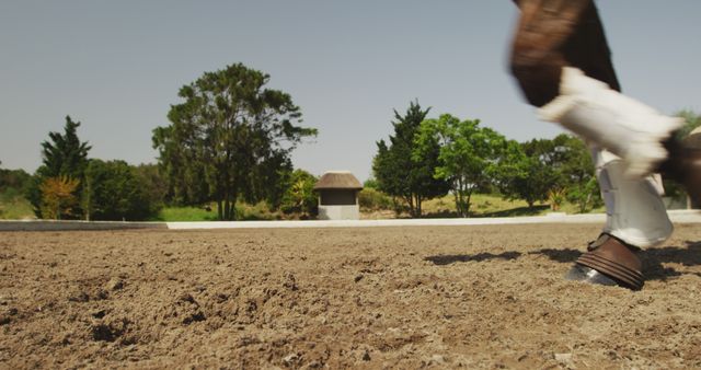 Close-up of Horse Hoof Moving in Sandy Arena - Download Free Stock Images Pikwizard.com