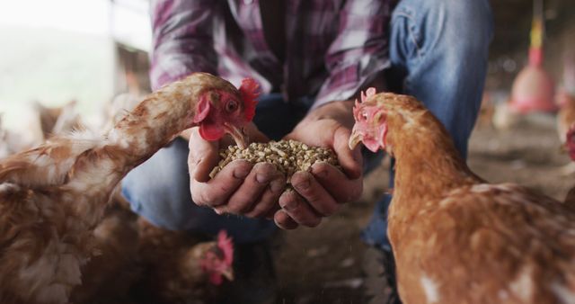 Close-up view of a farmer's hands holding grains while feeding chickens on a free-range farm. Ideal for depicting scenes of sustainable agriculture, organic farming, rural life, and farm-to-table food production. Perfect for use in articles, advertisements, or blogs related to farming, livestock care, and organic poultry farming.