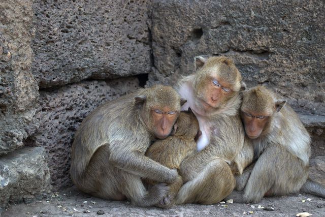 Group of Sleeping Monkeys Huddled Together for Warmth - Download Free Stock Photos Pikwizard.com