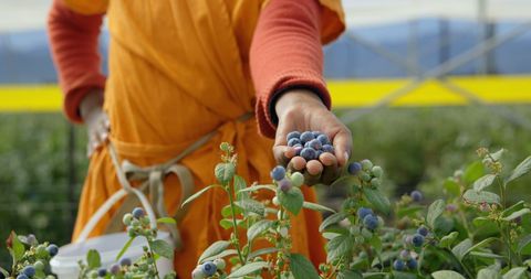 Hand Picking Blueberries in a Lush Field on Fruitful Farm - Download Free Stock Images Pikwizard.com