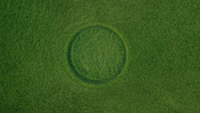 Aerial circular grass patch with dark ring and fresh clippings, minimalist lawn