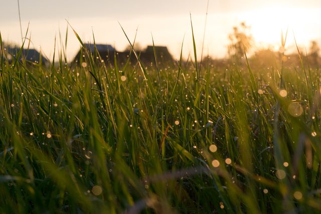 Dew-covered grass under warm sunrise light with out-of-focus houses in background, providing a tranquil early morning scene that depicts natural beauty, freshness, and rural life. Useful for promoting relaxation, wellness, agriculture, and eco-living concepts.