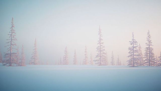 Tranquil Winter Forest in Soft Mist Enveloping Snowy Pines