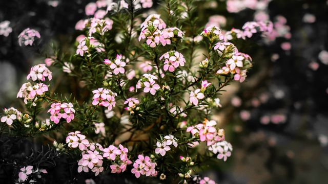Beautiful Blooming Pink Wildflowers in Garden - Download Free Stock Photos Pikwizard.com