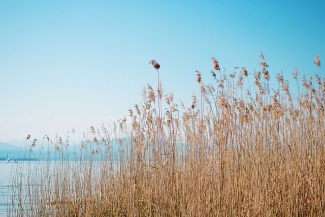 Tall reeds standing by calm water during sunrise, serene and peaceful atmosphere with clear blue sky. Ideal for backgrounds, nature-themed projects, relaxation concepts, or print decorations conveying a sense of calm and natural beauty.
